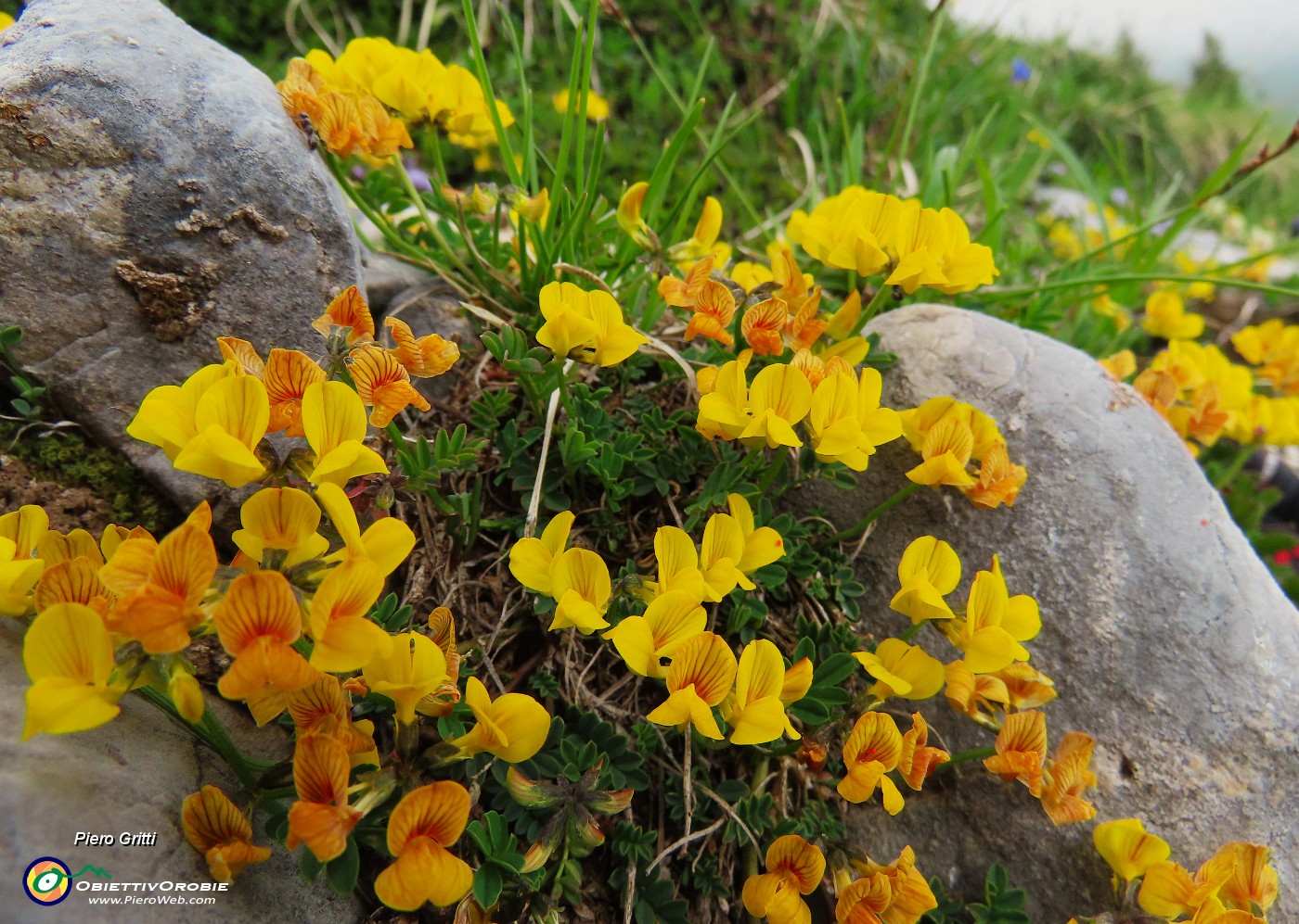 20 Bellissimi fiori di Lotus corniculatus (Ginestrino).JPG